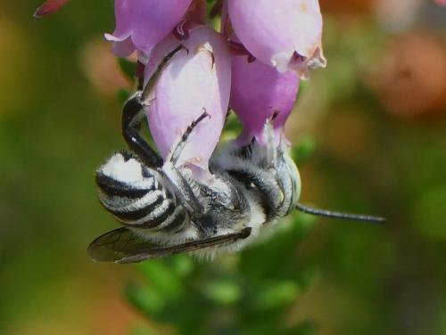 Megachile pilidens